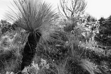 BKW120 Grass Tree & Flannel Flowers, Upper Blue Mountains N.P. NSW